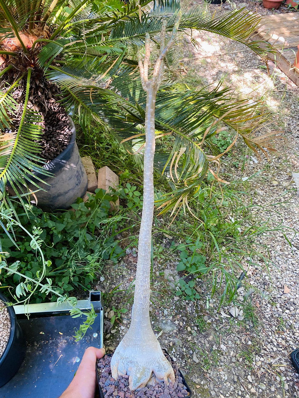 Miniature : Adenium socotranum