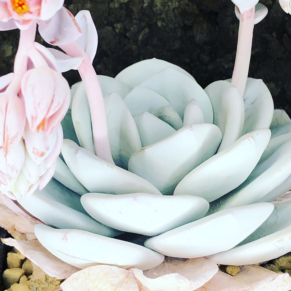 Thumbnail: Echeveria laui