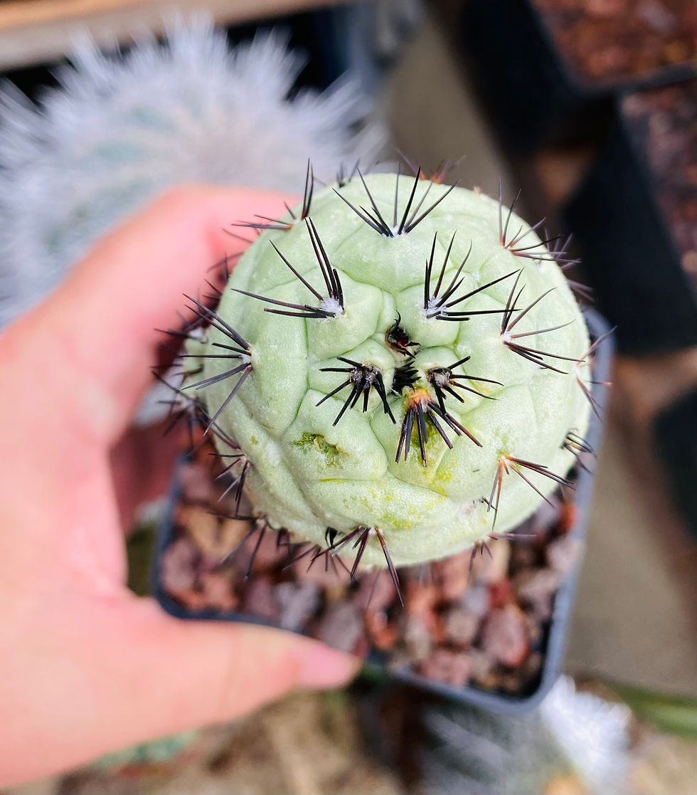 Miniature : Ortegocactus macdougallii
