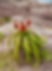 aloe_edited.jpg