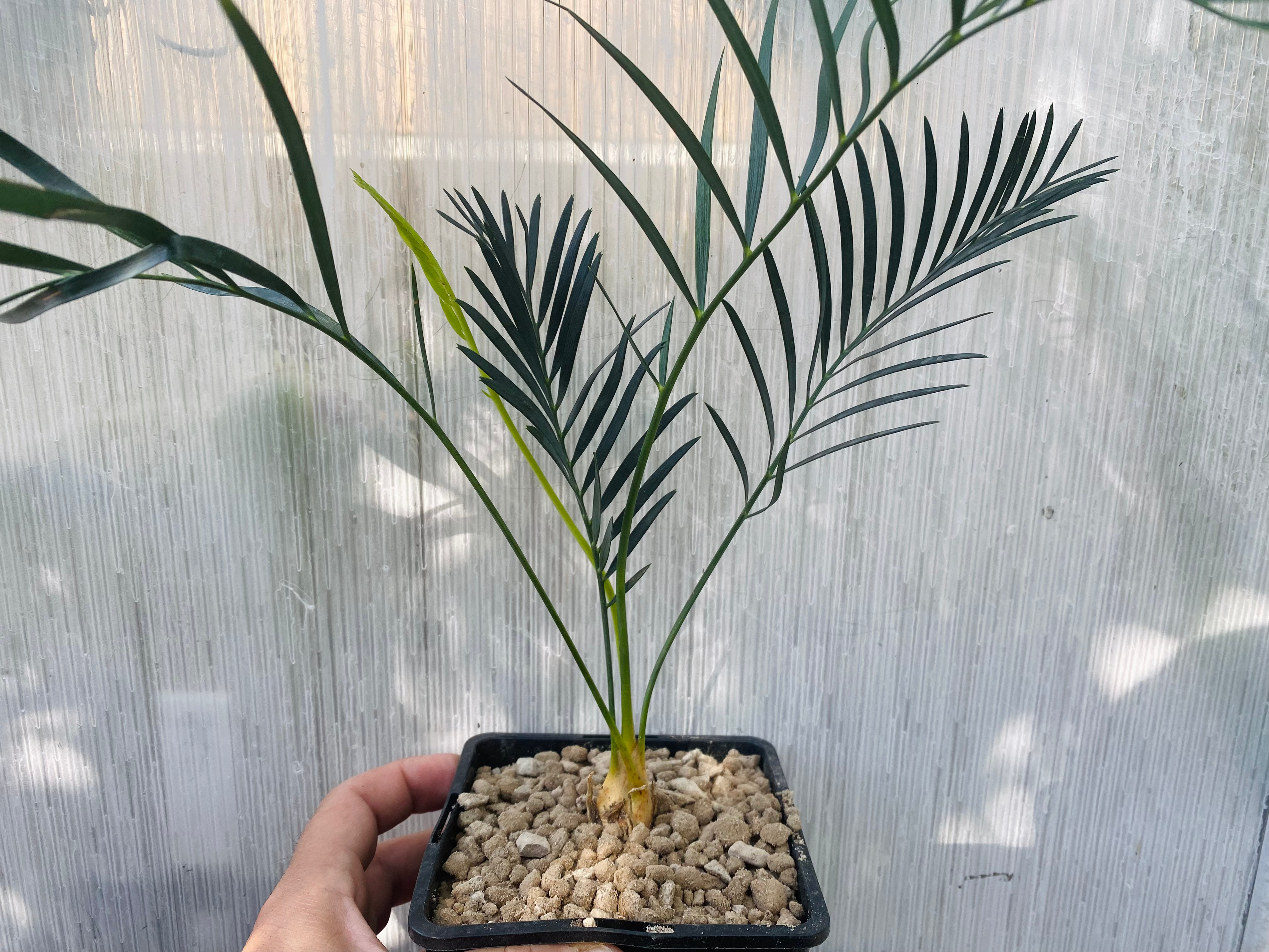 Macrozamia moorei Blue