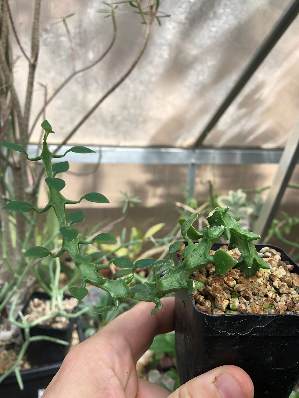 Thumbnail: Ceropegia simonae