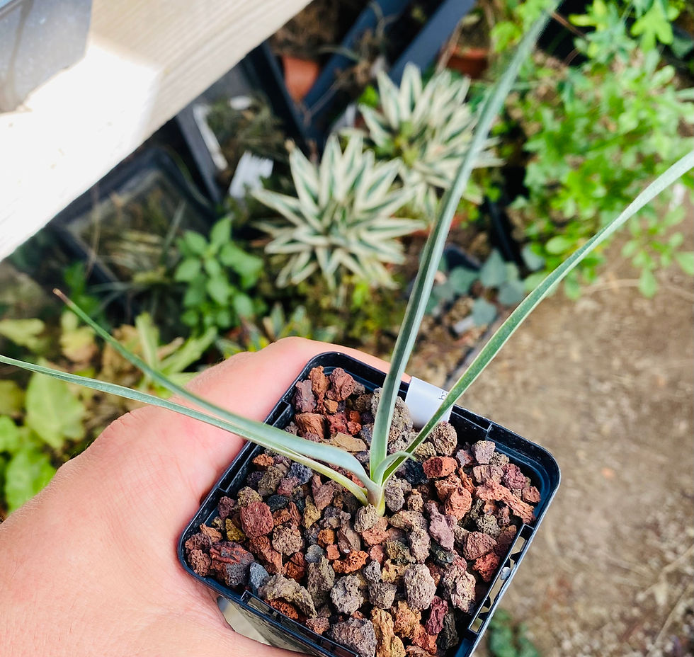 Miniature : Yucca brevifolia Twisted blue