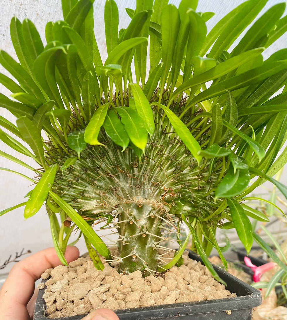 Miniature : Pachypodium lamerei cristata greffé