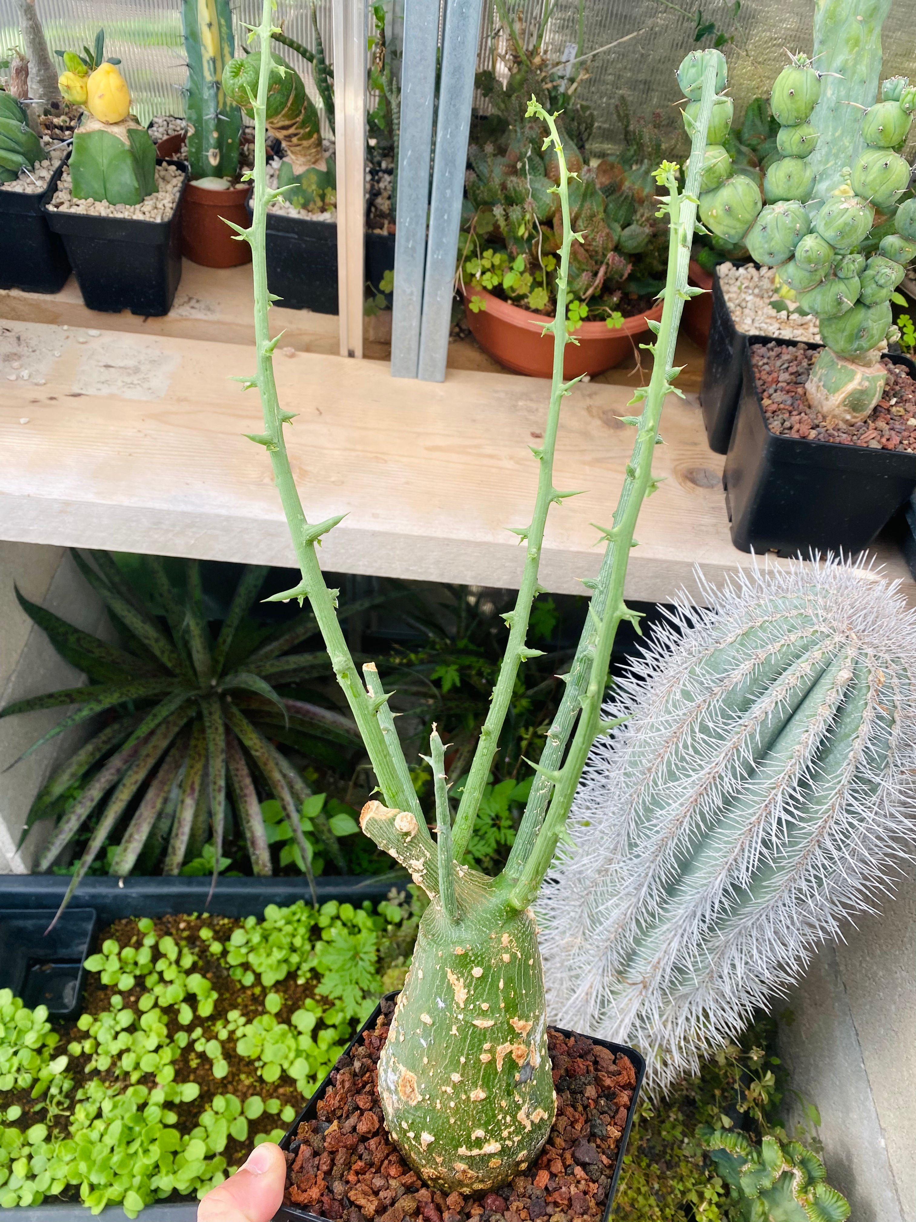 Adenia globosa