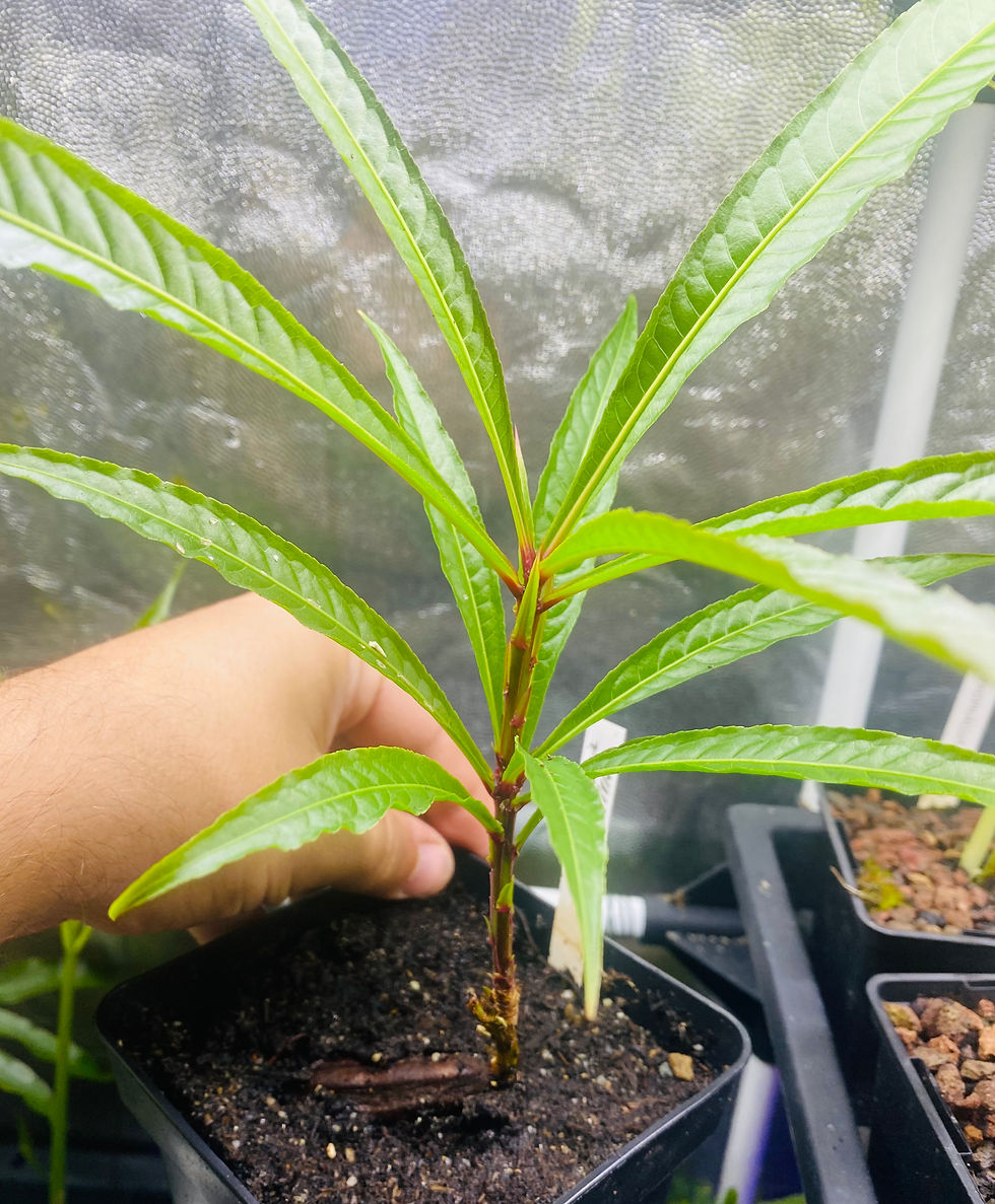 Miniature : Barringtonia papuana