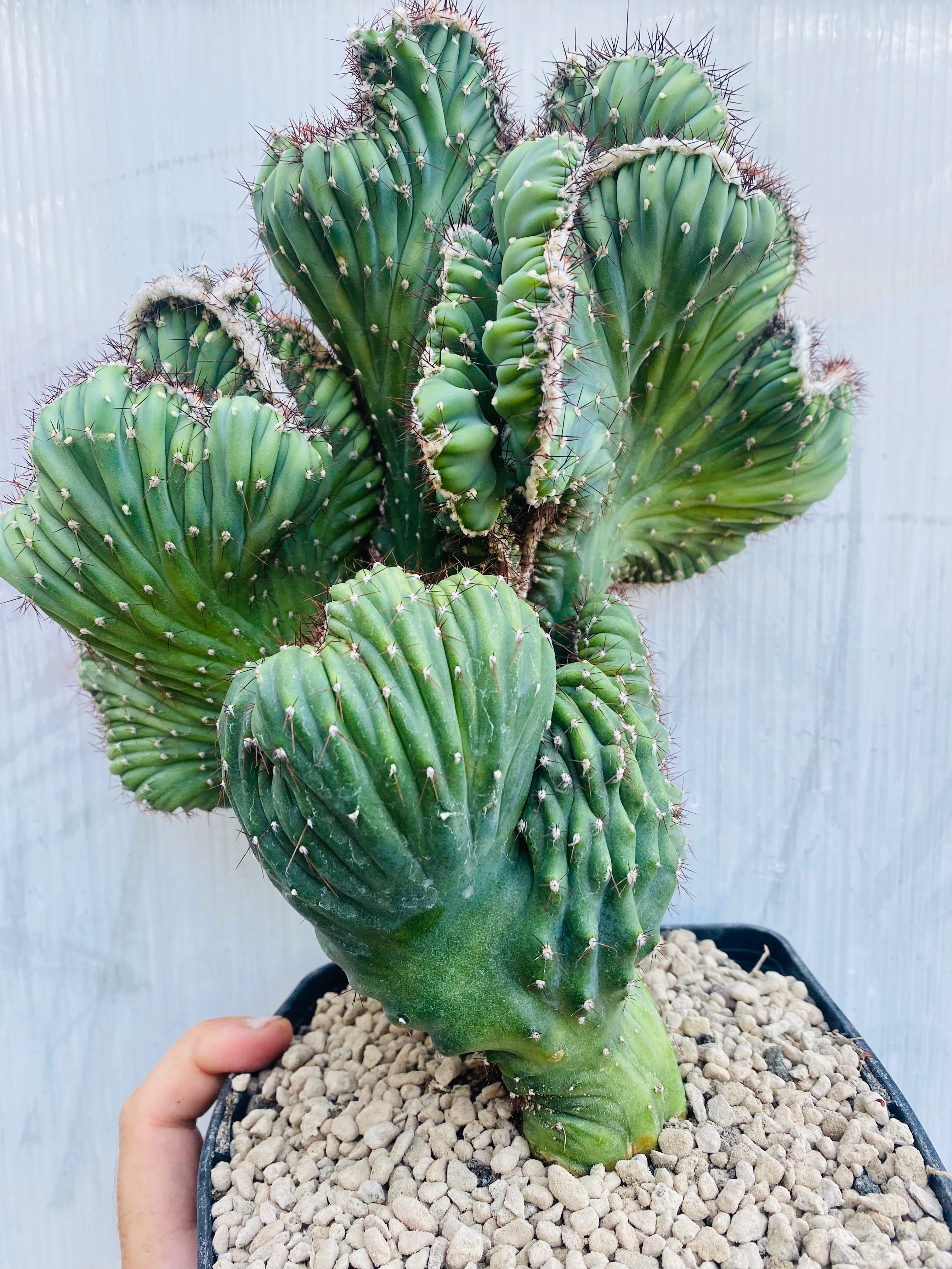 Cereus peruvianus cristata