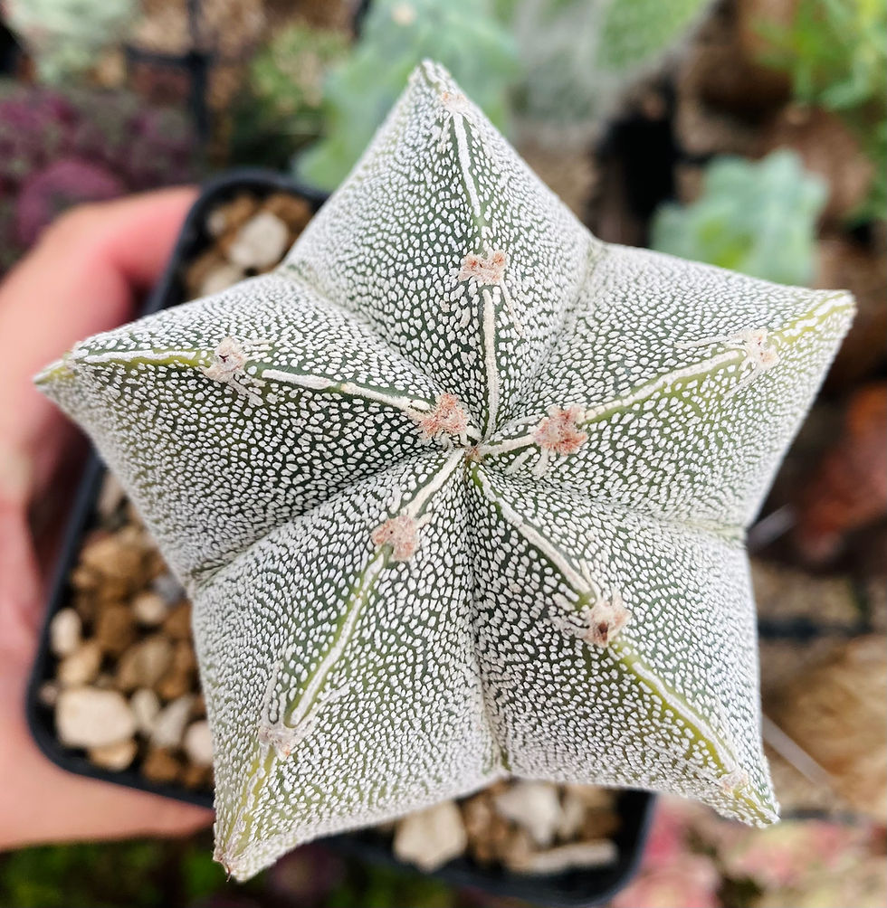 Miniature : Astrophytum myriostigma Onzuka hybride Variegata