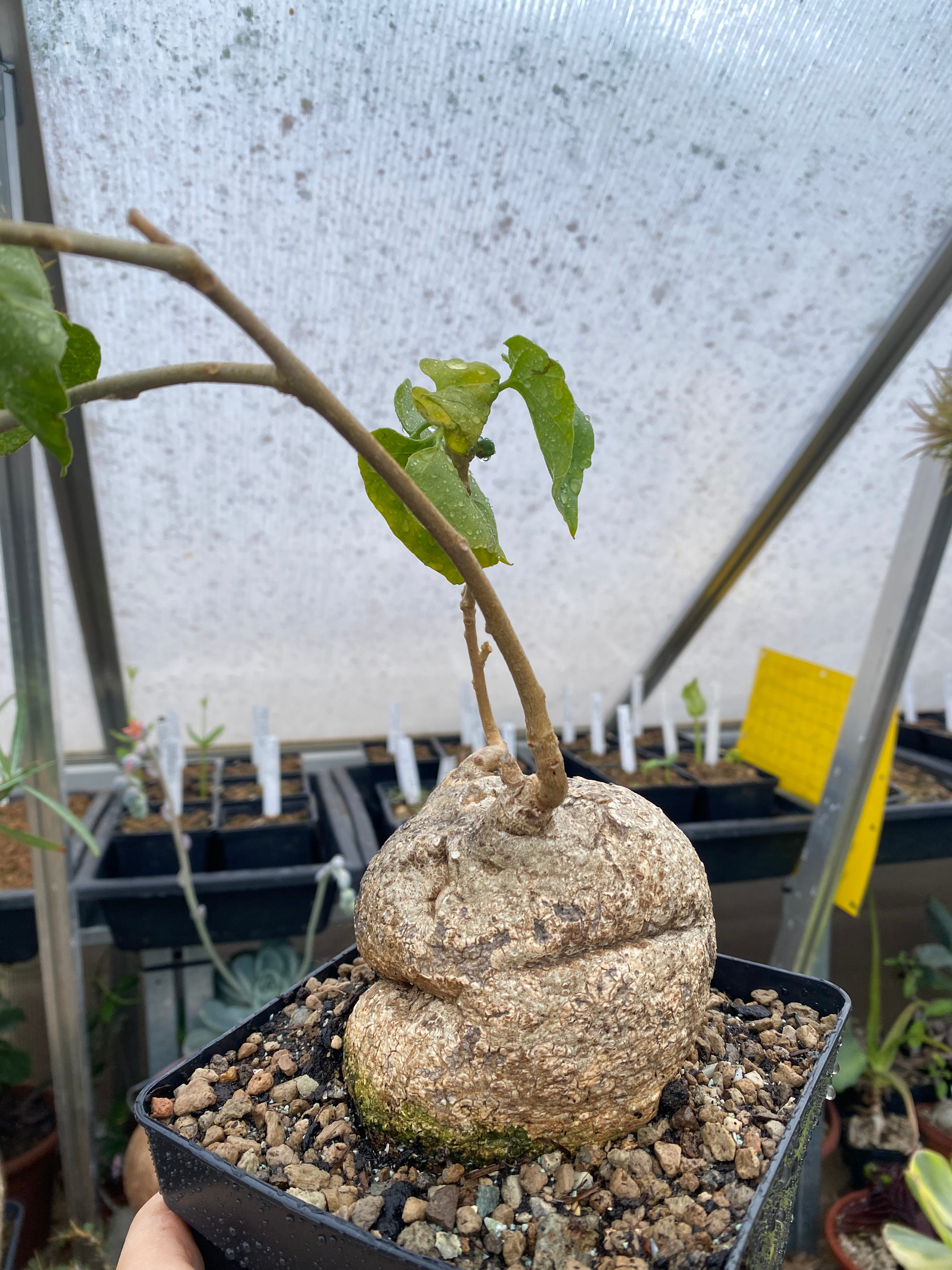 Pyrenacantha malvifolia