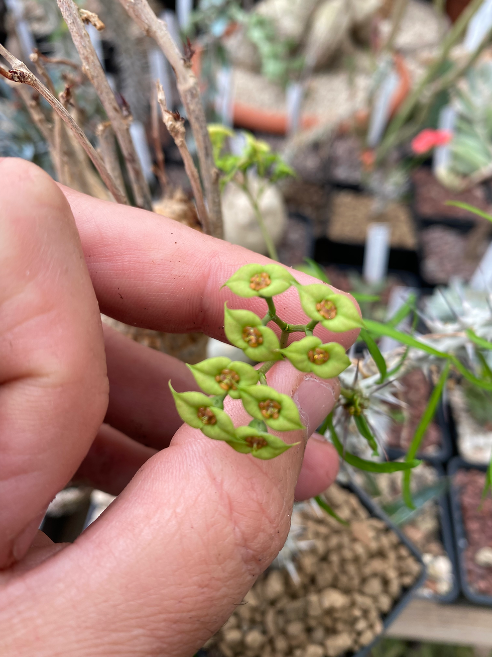 Thumbnail: Euphorbia brachyphylla