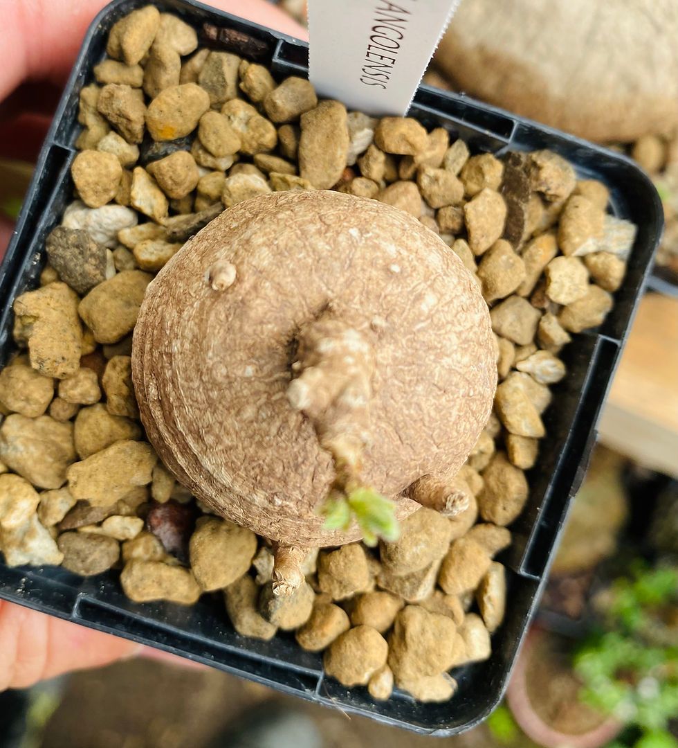 Miniature : Raphionacme angolensis