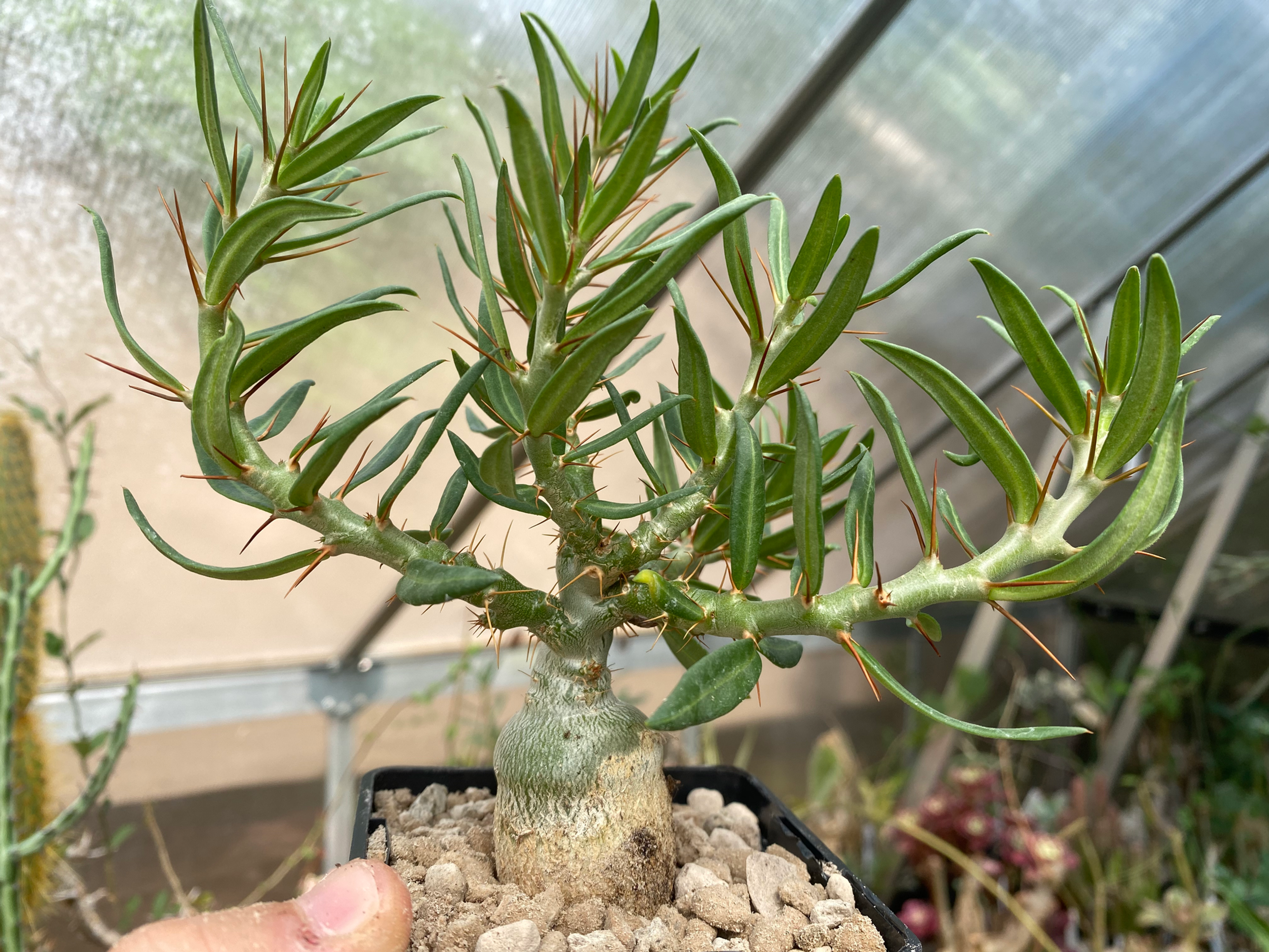 Pachypodium bispinosum
