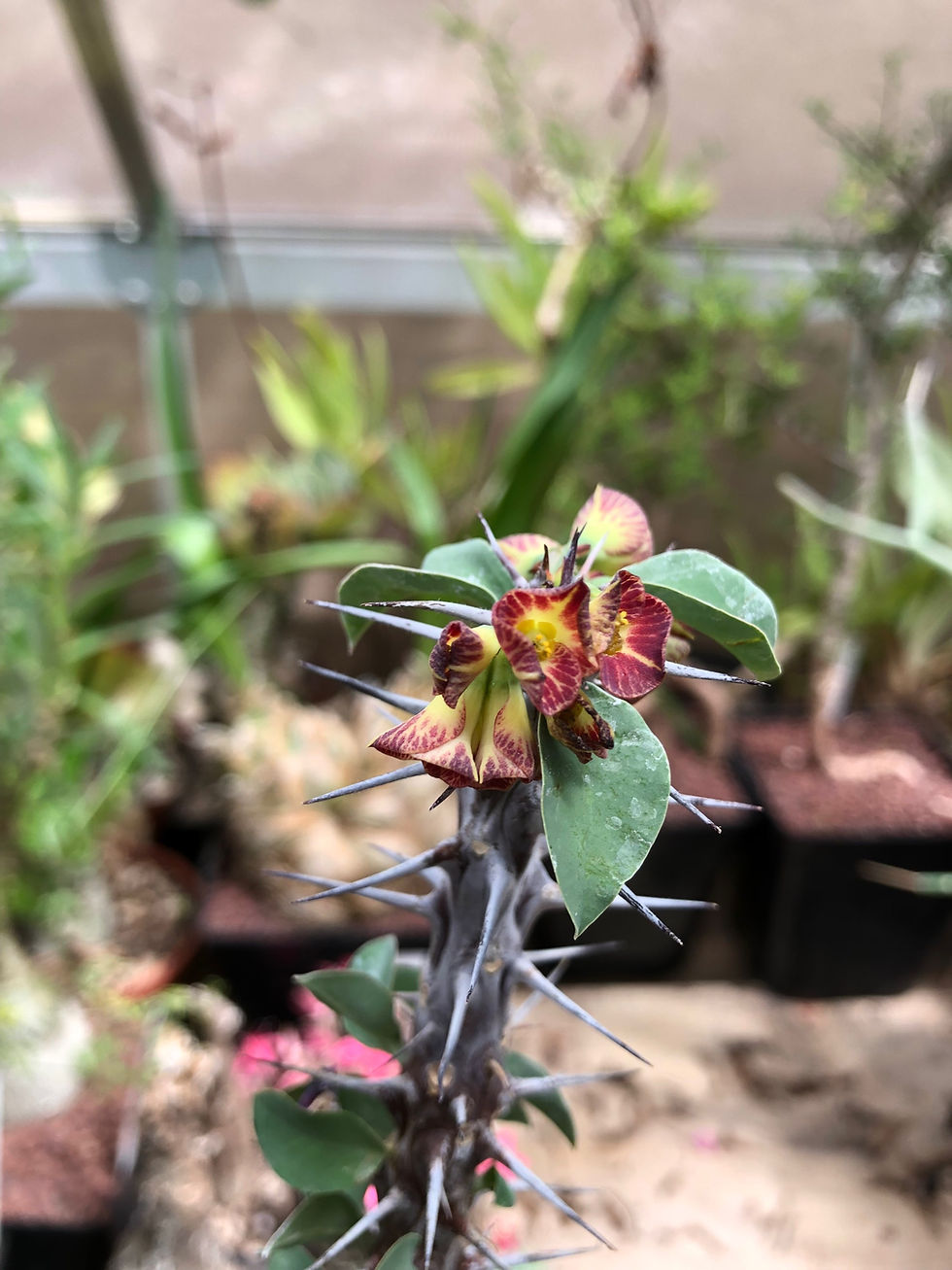 Miniature : Euphorbia croizatii
