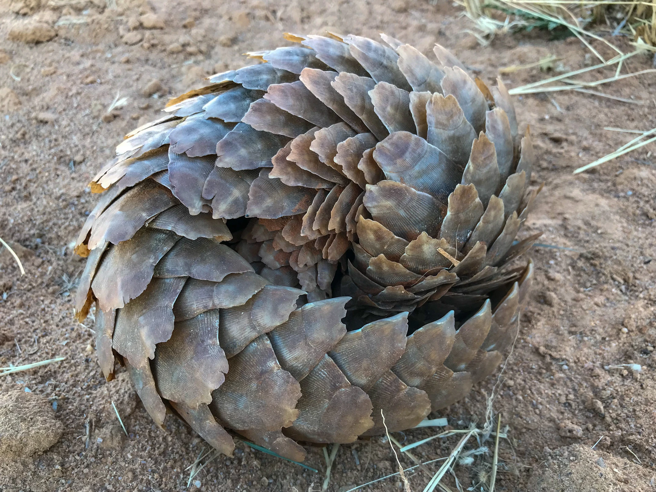 A ground pangolin (Smutsia temminckii), curled up into a ball on the ground. It is also called Temminck's pangolin or the Cape pangolin, and is one of four species found in Africa.