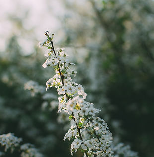 Wild Heron Landscape Designer Wilmington