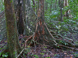 1a Complex mesophyll vine forest