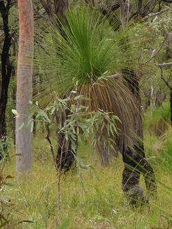 24a Medium Corymbia citriodora woodl