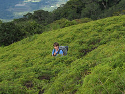 65b Dicranopteris linearis fernlands
