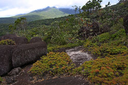 66c Shrubland/heathland complex