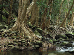 62aOpen to closed Water Gum Woodland