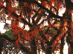 Red Lichen Mossman Bluff
