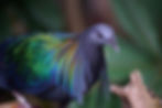 Nicobar Pigeon