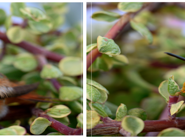 Using Topaz Photo version 1.6.0