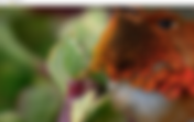 How to Fix Topaz Photo AI Color Shift Problems