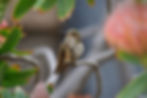 ree