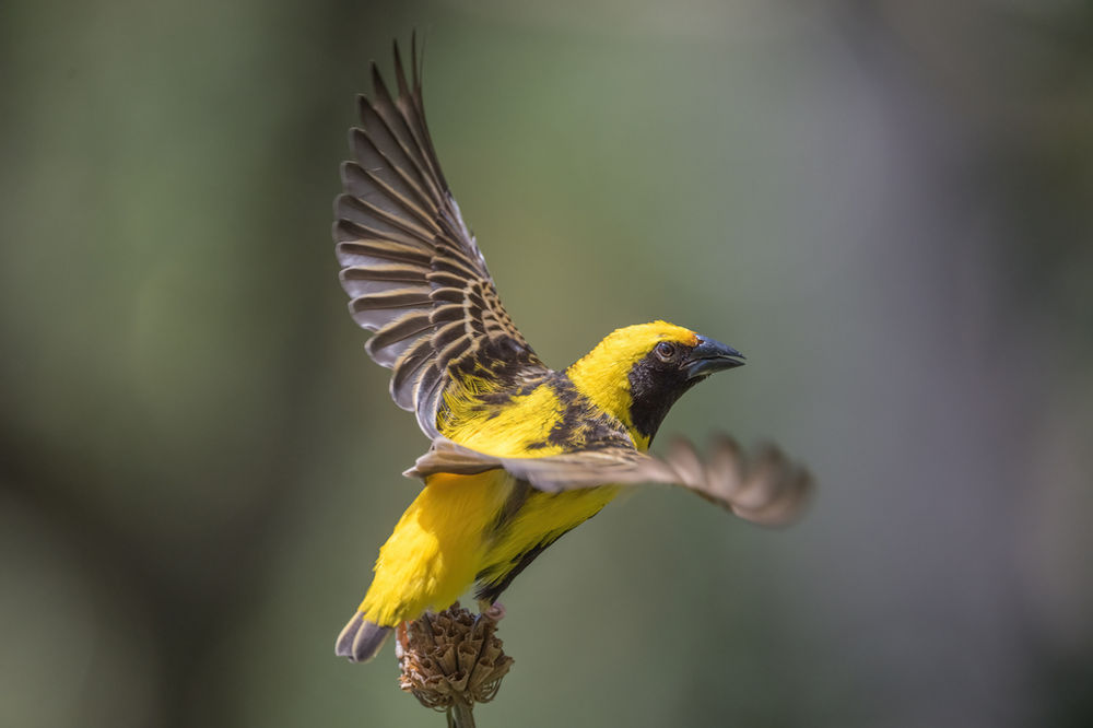 Nikon Z9 PreRelease Capture Shooting Guide