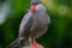 Inca Tern with a cool moustache