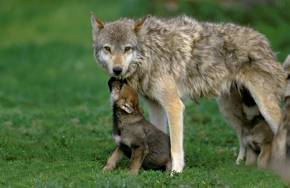 Wolfsmutter mit ihren Babys