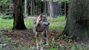 Jungwölfin erschossen und ertränkt: 10 000 Euro Belohnung für Täterergreifung ausgesetzt