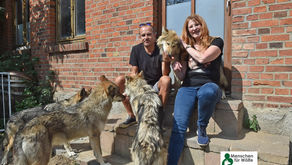 "Menschen für Wölfe" zu Gast bei vierbeinigen Superstars