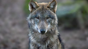 Die Superkräfte der Wölfe