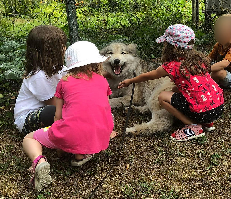 Wolfshündin Liv lässt sich gerne streicheln