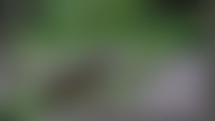 Über Wölfe, Hunde und Märchenerzähler - Ein Script von Toni Seiler