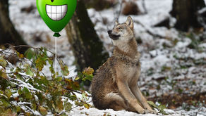 Wolfswelpen: Spielend groß werden