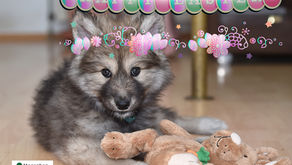 "Menschen für Wölfe" wünscht allen ein frohes Osterfest!