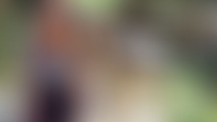 Studie ergab: Wölfe erkennen die Stimmen vertrauter Personen