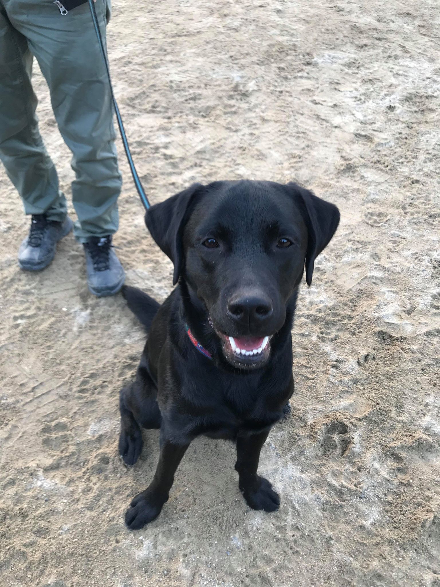ドッグランクラブ広島 会員犬 メンバー犬について ドッグランクラブ広島 会員犬 メンバー犬について
