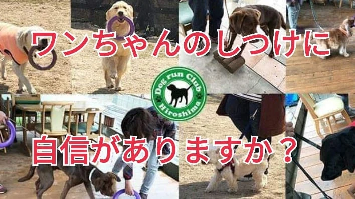 呉 東広島 ドッグランクラブ広島 犬の しつけ教室 遊び方を学べるドッグラン 呉 東広島 ドッグランクラブ広島 犬の しつけ教室 遊び方を学べるドッグラン