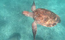 snorkel with turtles