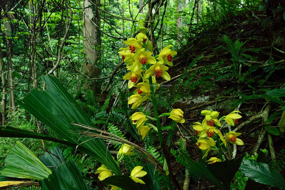 ガンゼキラン絶滅危惧II類 (VU)圧縮_named.jpg