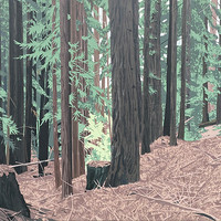 Redwoods 1