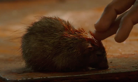 Temple Rats