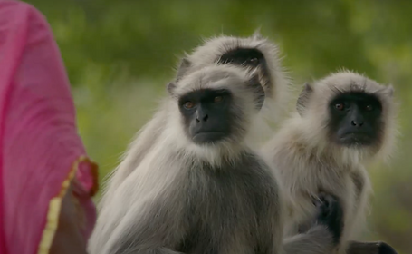Gray Langur Monkies. Pink clothes