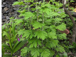 Moxibustion (Ai Jiu)