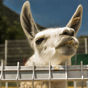 Fotografía Silvestre