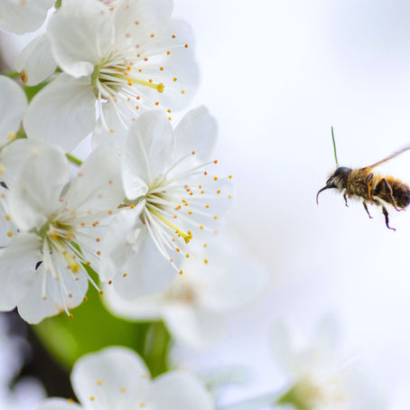 Unleash the Power of Customer Insights. Start Your Bee-Finding Journey Today!